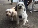 Throw Fido in the car and head off to pet friendly Phillip Island...