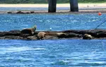 Tight budget? Here are 5 free things to do on Phillip Island...