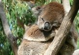 Koala sleeping in a tree