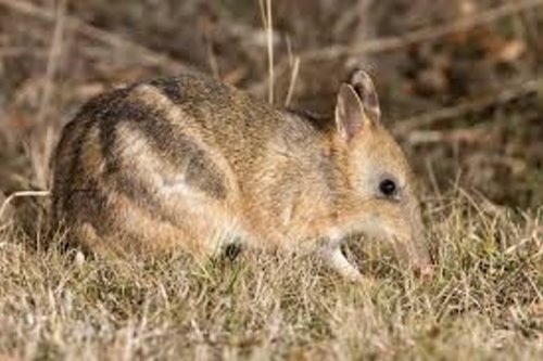 The Eastern Barred Bandicoot has been introduced to Phillip Island, Victoria, Australia