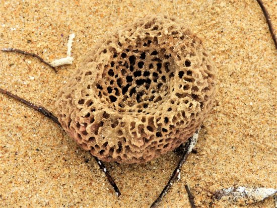 Sponge found on the beach.