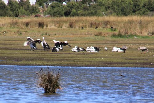 Pelicans at the Fisher's Wetland, Phillip Island.