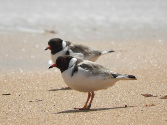Endangered hooded plovers on a Phillip Island beach.
