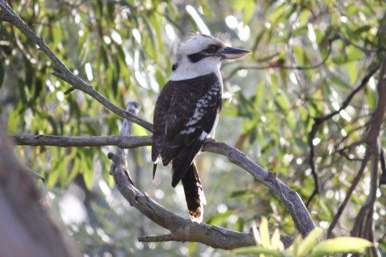 The kookaburra - king of the bush.