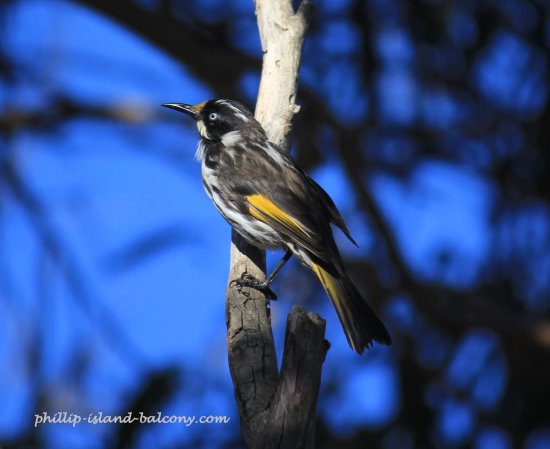 New Holland honey eater in eucalyptus tree, Phillip Island.