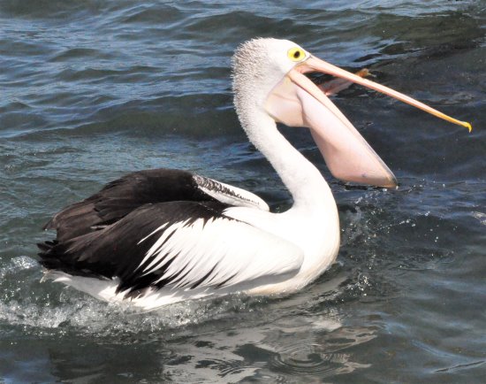 Pelican enjoying a swim at Phillip Island!