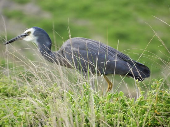 White faced heron stalking among the coastal vegetation.