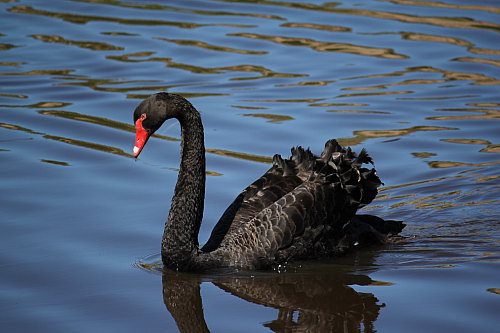 Black swan seen at Swan Lake, Phillip Island