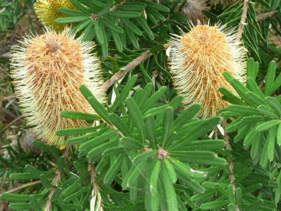 Banksia flowers on Phillip Island were used to make a cordial by the Bunurong people.