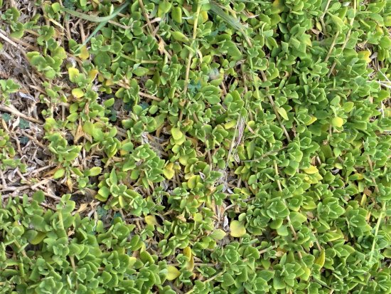 Native spinach on Phillip Island, a food of the Bunurong people, now a popular ingredient at fashionable restaurants!