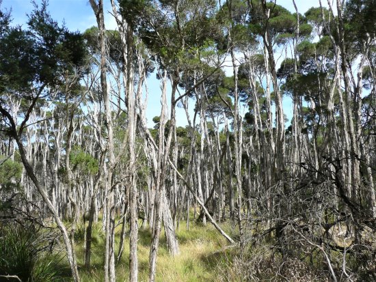 A stand of paperbark trees on Phillip Island. These trees were used by the Bunurong people for various purposes.
