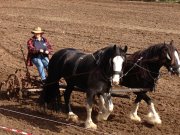 Ploughing the field with horse-drawn plough at Churchill Island Heritage Farm