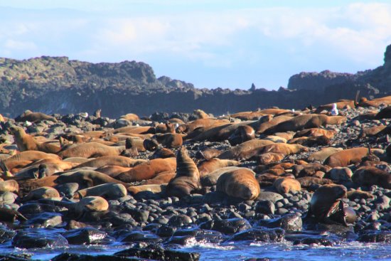Australian fur seals sunning themselves at Seal Rocks, Phillip Island, as seen from Seal Rocks Cruise with Wildlife Coast Cruises