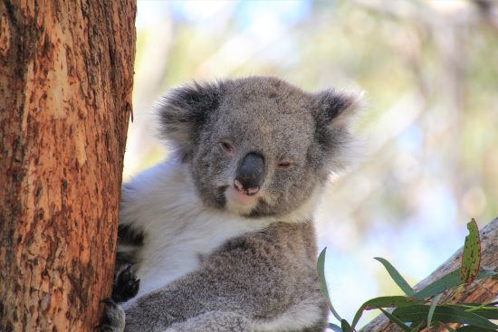 Koala clinging to a branch on French Island. Sleepy koala on French Island