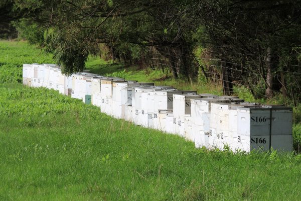 Bee hives from Phillip Island Honey in the paddocks at Phillip Island