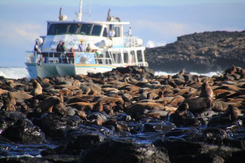 Cruise boat, Kasey Lee, at Seal Rocks.