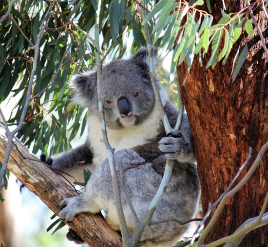 Koalas: All About the Marsupial Symbol of Australia - Expedition Wildlife