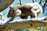 Koala at Koala Conservation Reserve, Phillip Island