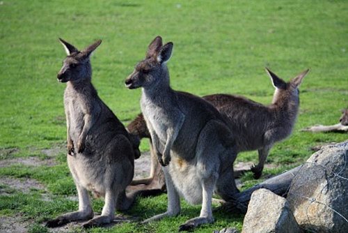 Eastern grey kangaroos. Pat the kangaroos at Maru Animal Park