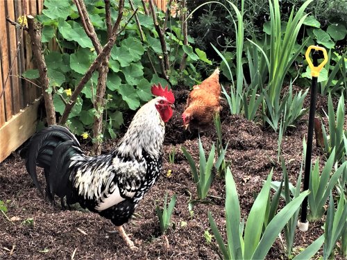 A rooster and hen in the cottage garden at Churchill Island Heritage Farm.