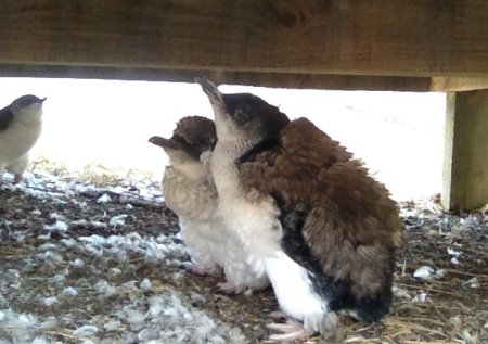 Moulting penguins sheltering under the boardwalk at The Nobbies.