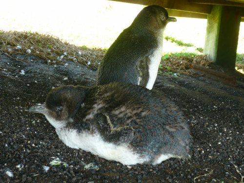 Penguins sheltering under the boardwalk at The Nobbies