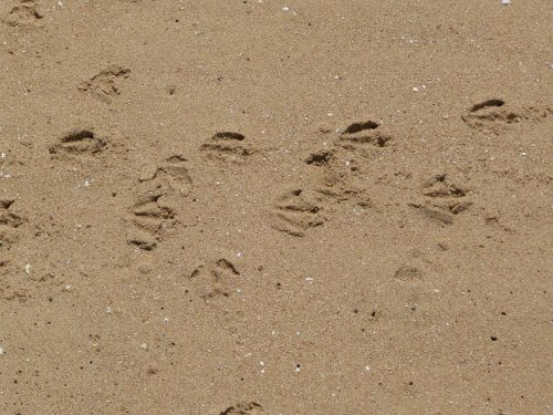 Penguin tracks at Cat Bay, Phillip Island
