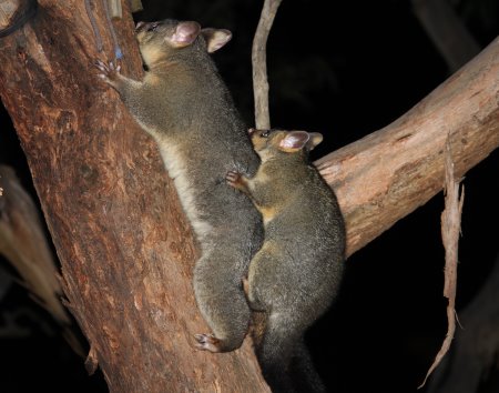 Brush tailed possum with baby in a Phillip Island backyard.