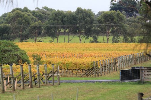Phillip Island's Purple Hen Winery in autumn, with golden leaves on the vines.