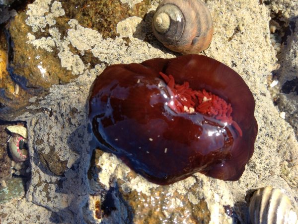 Phillip Island Rock Pools Go Rambling