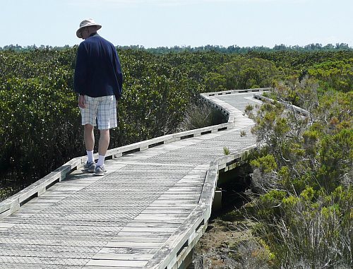 Mangrove boardwalk at Rhyll, Phillip Island