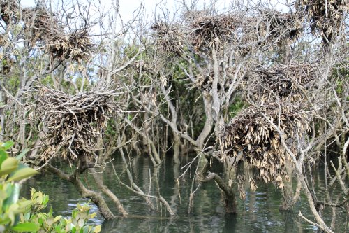 Bird rookery at Rhyll Inlet mangroves