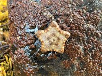 Beige-coloured biscuit sea star.