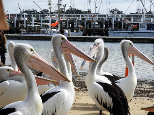 Pelicans wait for the daily feeding at San Remo. A popular part of the San Remo Fishing Festival.