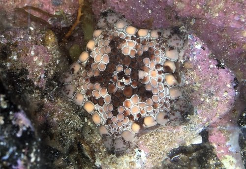 Cream and brown coloured sea star.