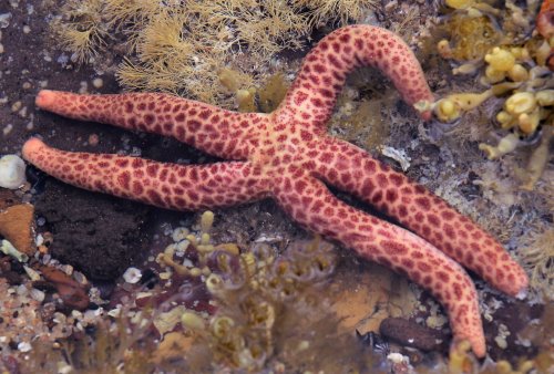 A red spotted five-armed sea star. A five-armed pink spotted seastar found in a Phillip Island rock pool.