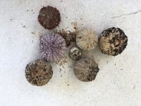 Collection of seven sea urchins.