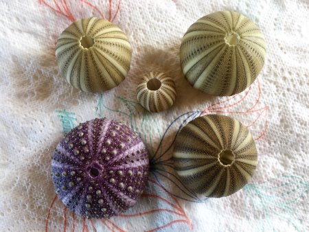 How To Clean And Preserve Sea Urchins Tutorial Video | I Love Shelling