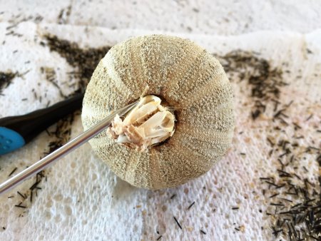  Jak čistit mořské ježky-odstranění zobáku