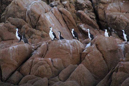 Cormorants roosting on a rock face at Cape Woolamai, Phillip Island. Cormorants roosting on Cape Woolamai, Phillip Island
