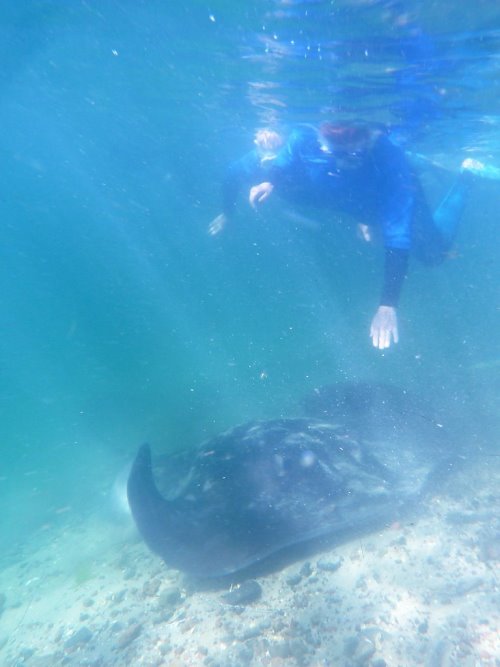 A snorkeller almost touching a stingray.