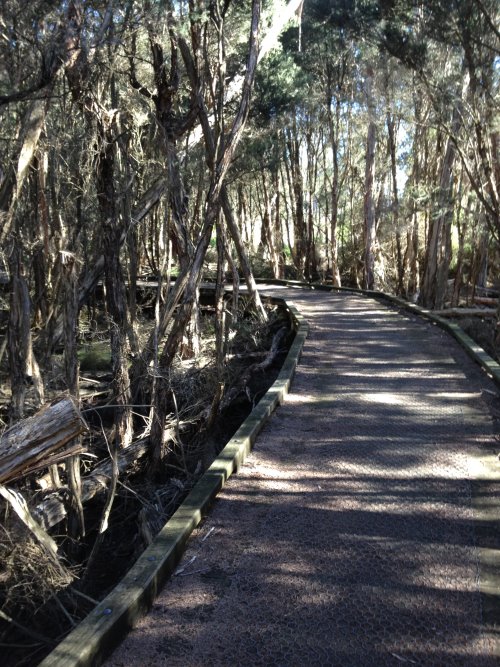 Paperbark walk near Rhyll Inlet, Phillip Island