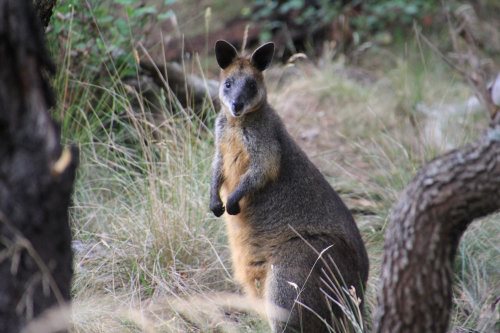 Swamp wallaby at Oswin Roberts Reserve, Phillip Island