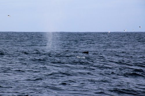 A whale "blows" as it swims north along the Phillip Island coast. Seen from a Wildlife Coast Cruise boat.