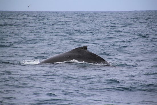 A Whale Watching Cruise Off Phillip Island Showcases Marine Life