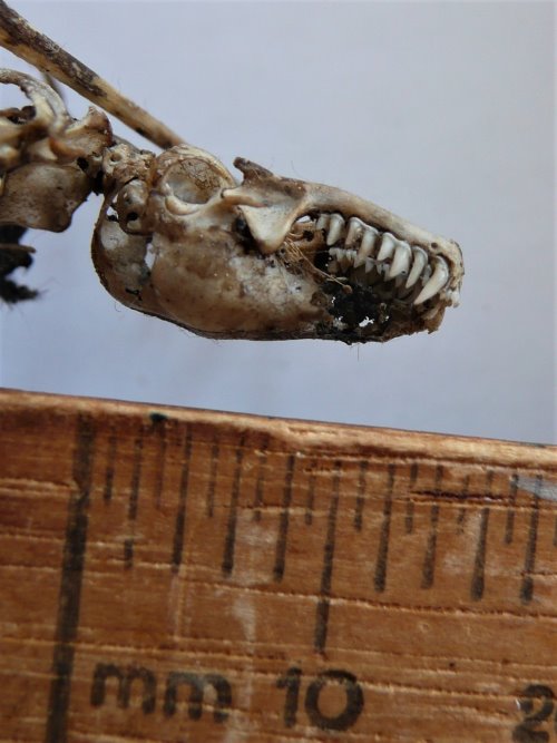 Skeleton of an insect bat skull showing teeth.