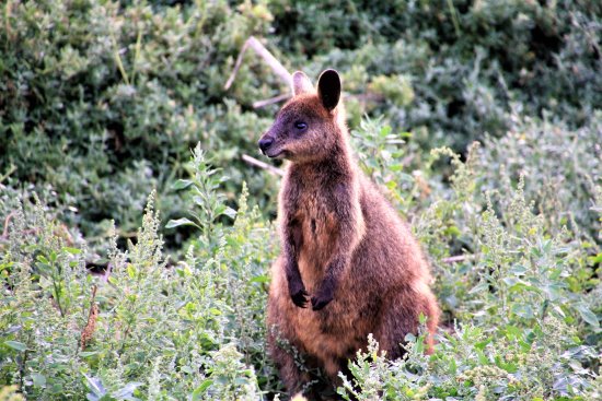 Swamp wallaby among the bushes at Phillip Island. Wallabies were hunted by the Bunurong people for food.