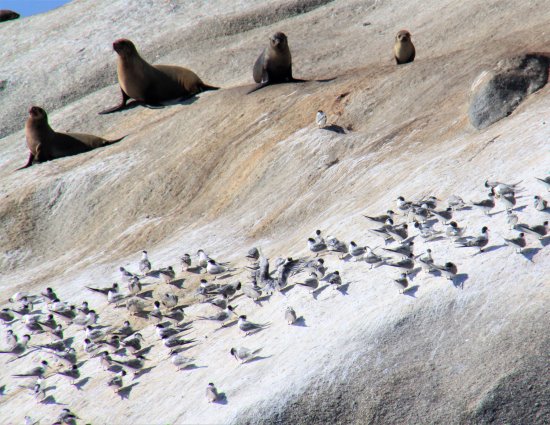 Australian fur seals and crested terns share Kanowna Island near Wilsons Promontory