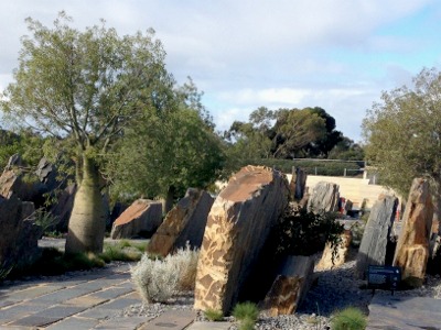 Bottle tree and rocks. Bottle tree and rocks at the Australian Garden Cranbourne.