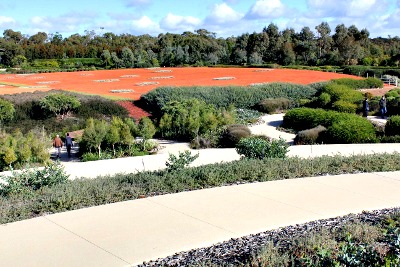 View to red sand garden. View to red sand garden at Australian Garden Cranbourne.
